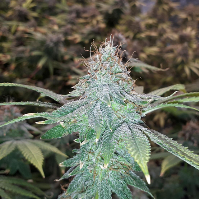 Original Sensible Seeds Pink Gorilla Image 5